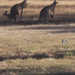 Kangaroos out for a stroll by marguerita