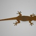 Asian House Gecko by leestevo