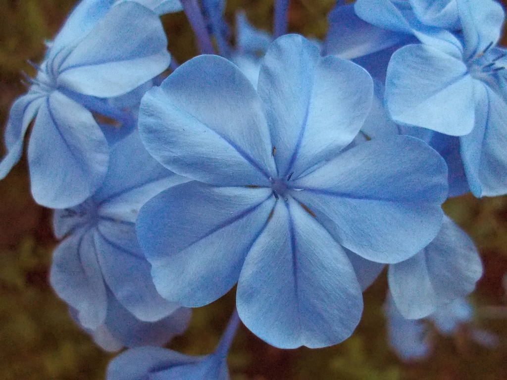 Blue Beauty by cruiser