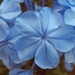 Blue Beauty by cruiser