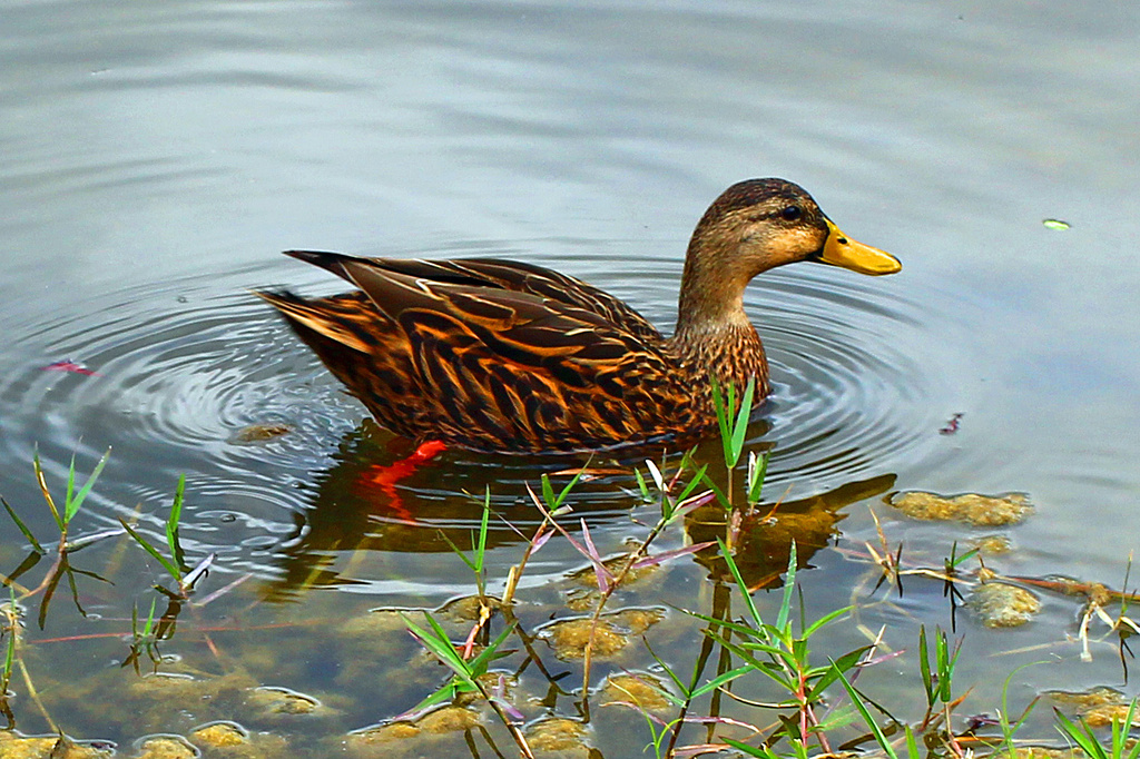 Duck on the Lake by hondo