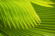 1st Mar 2014 - Palm Patterns