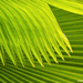 Palm Patterns by falcon11