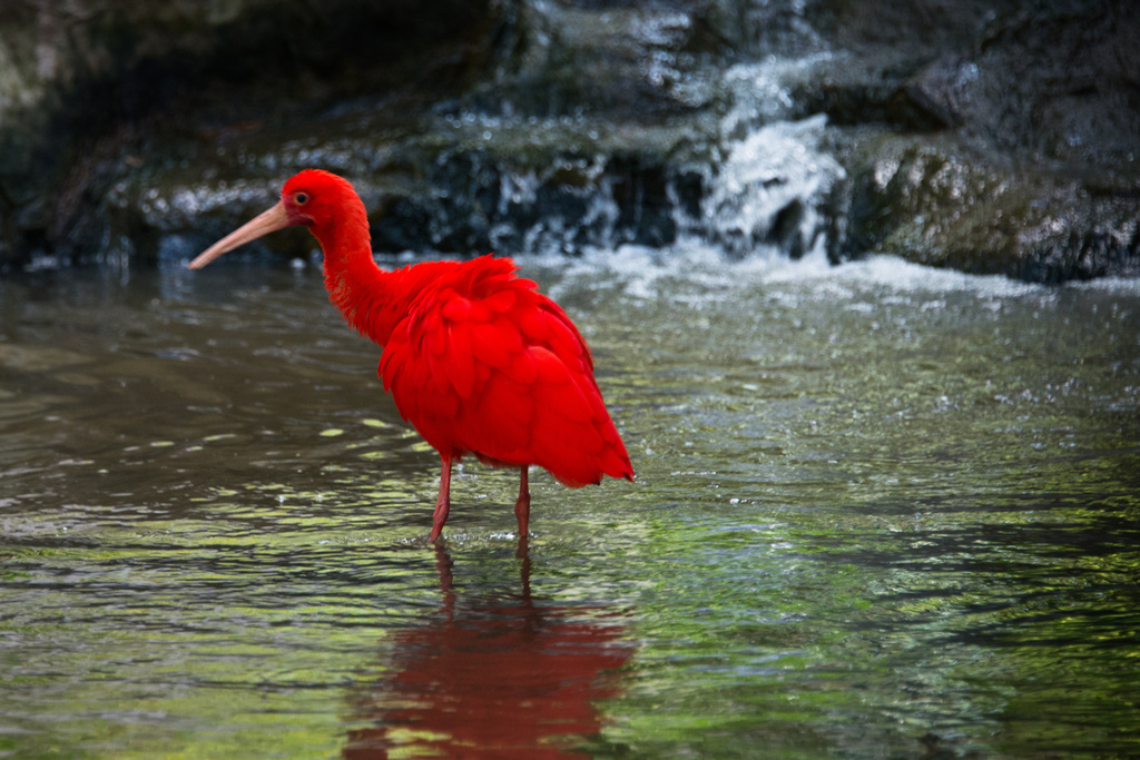 Scarlet Ibis by stray_shooter