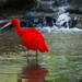 Scarlet Ibis by stray_shooter