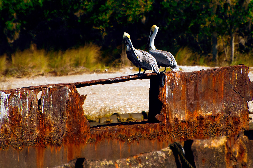 Pelicans on a Gloriously Rusty Thing by taffy