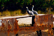 4th Mar 2014 - Pelicans on a Gloriously Rusty Thing