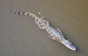 27th Sep 2010 - Alligator