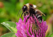 5th Mar 2014 - bumblebee