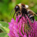 bumblebee by kali66