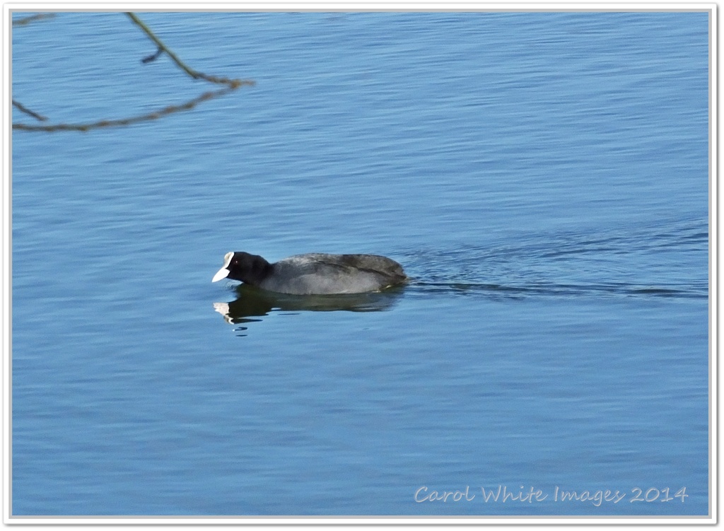 Coot In A Hurry by carolmw