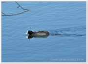 5th Mar 2014 - Coot In A Hurry