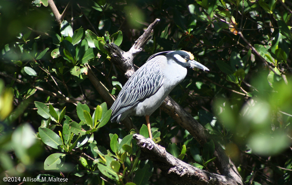 Yellow Crowned Night Heron by falcon11