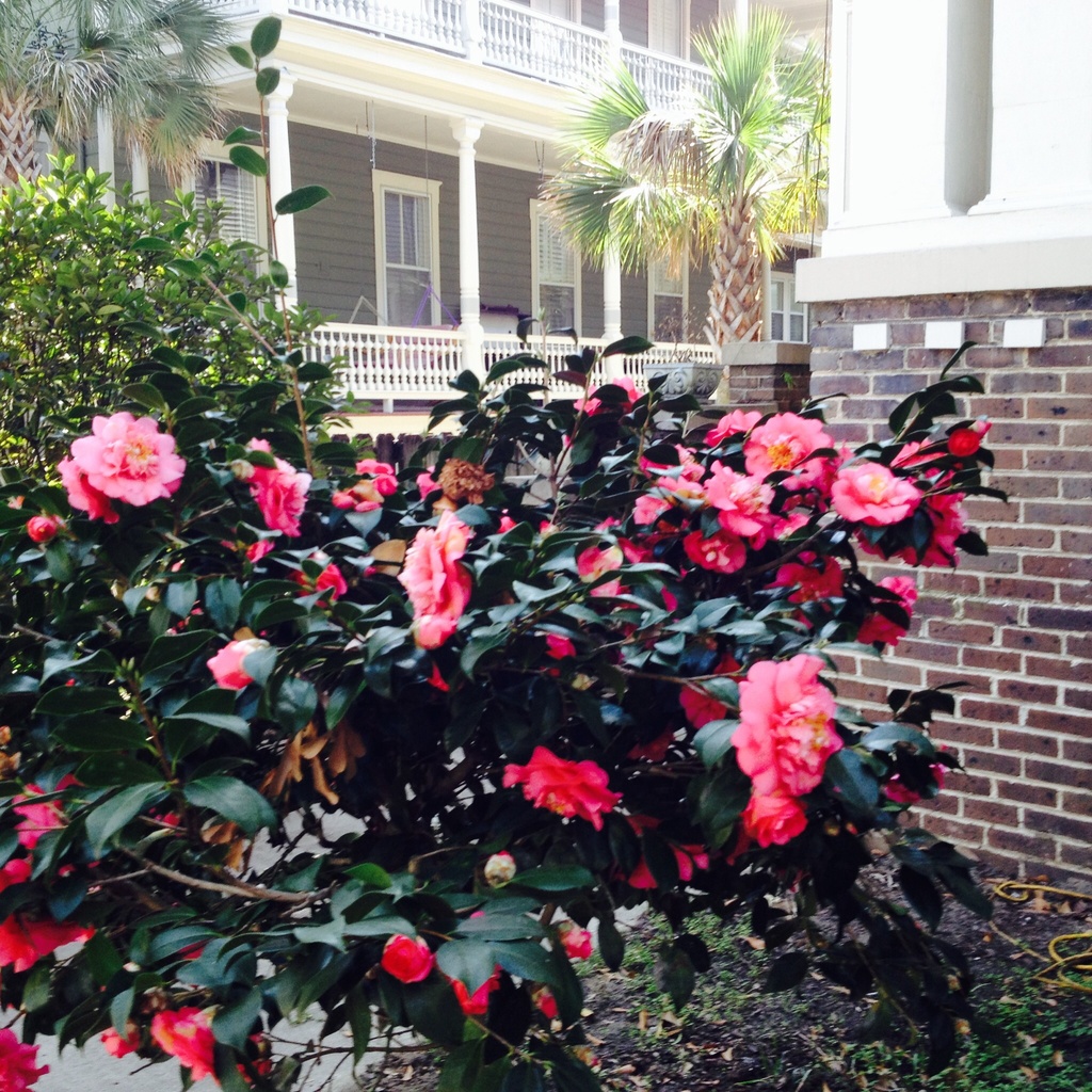 Camellias, historic district, Charleston,SC by congaree