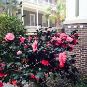 5th Mar 2014 - Camellias, historic district, Charleston,SC