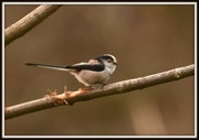 5th Mar 2014 - Long tailed tit
