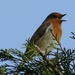 a robin's song by quietpurplehaze