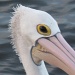 Pelican by loey5150