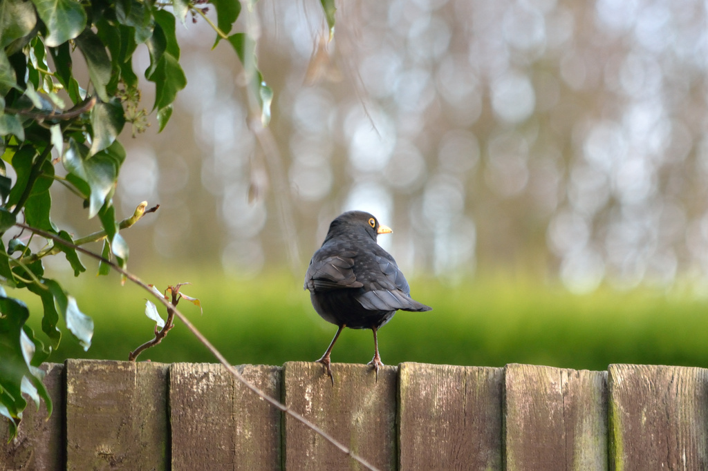 Blackbird by richardcreese