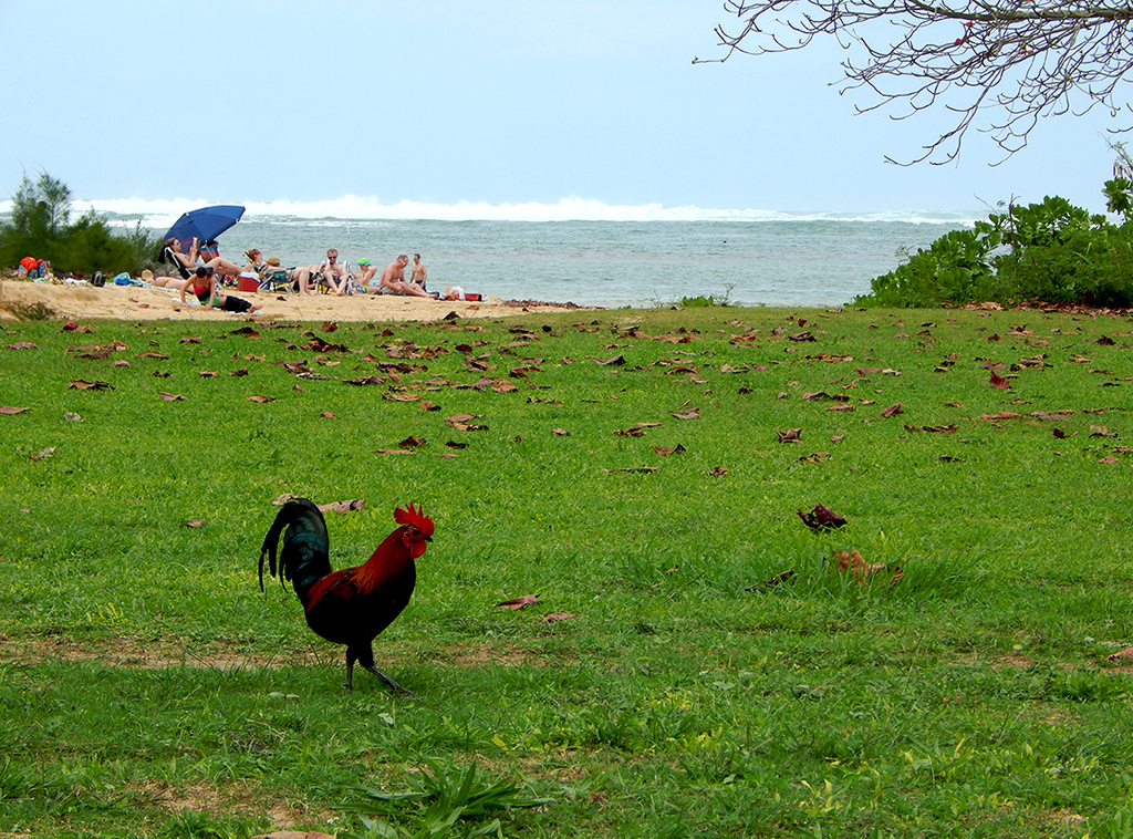 Ubiquitous Kauai Rooster by Weezilou