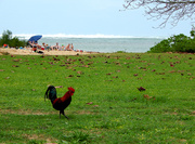 4th Mar 2014 - Ubiquitous Kauai Rooster