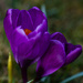 Double Focus on Crocus by leonbuys83