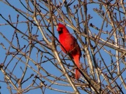 5th Mar 2014 - Cardinal