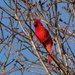Cardinal by lizzybean