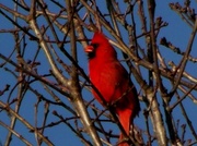 4th Mar 2014 - Cardinal