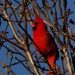 Cardinal by lizzybean