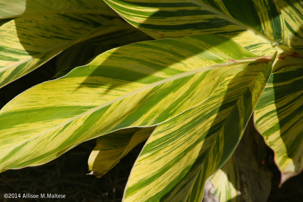 Leaf Patterns by falcon11