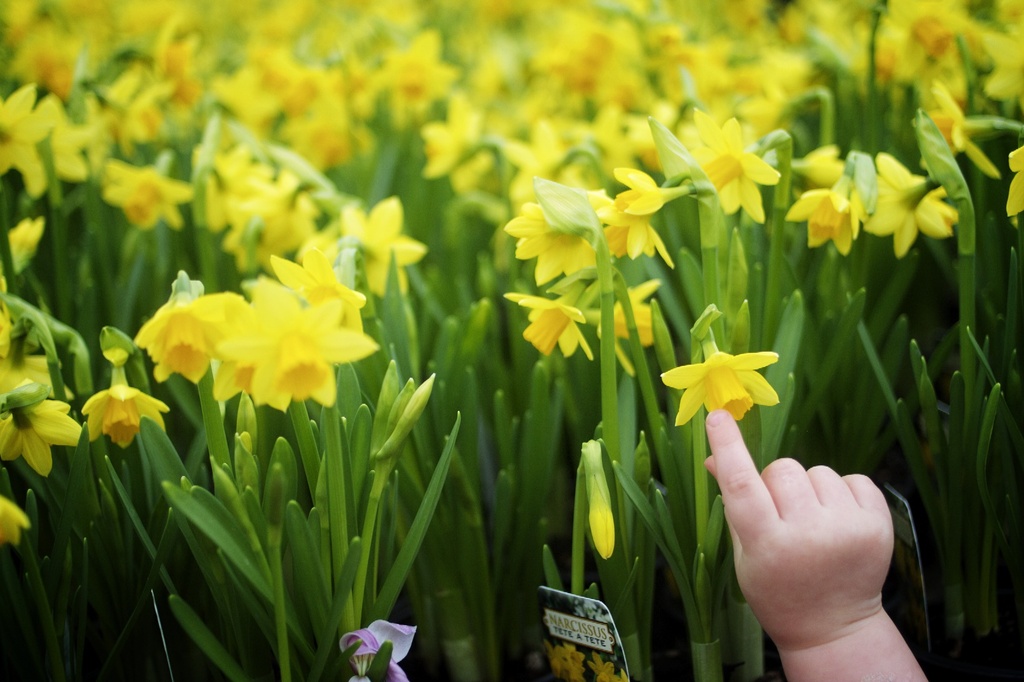 Daffodils by tina_mac