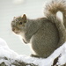 Squirrel by juletee