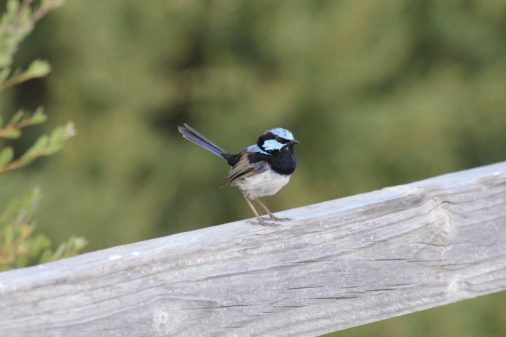 Blue wren at last! by gilbertwood