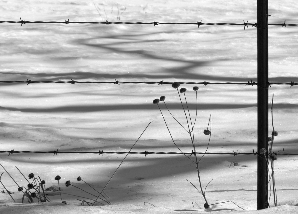 Snow Fence by juletee