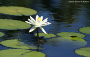 5th Mar 2014 - Water Lily