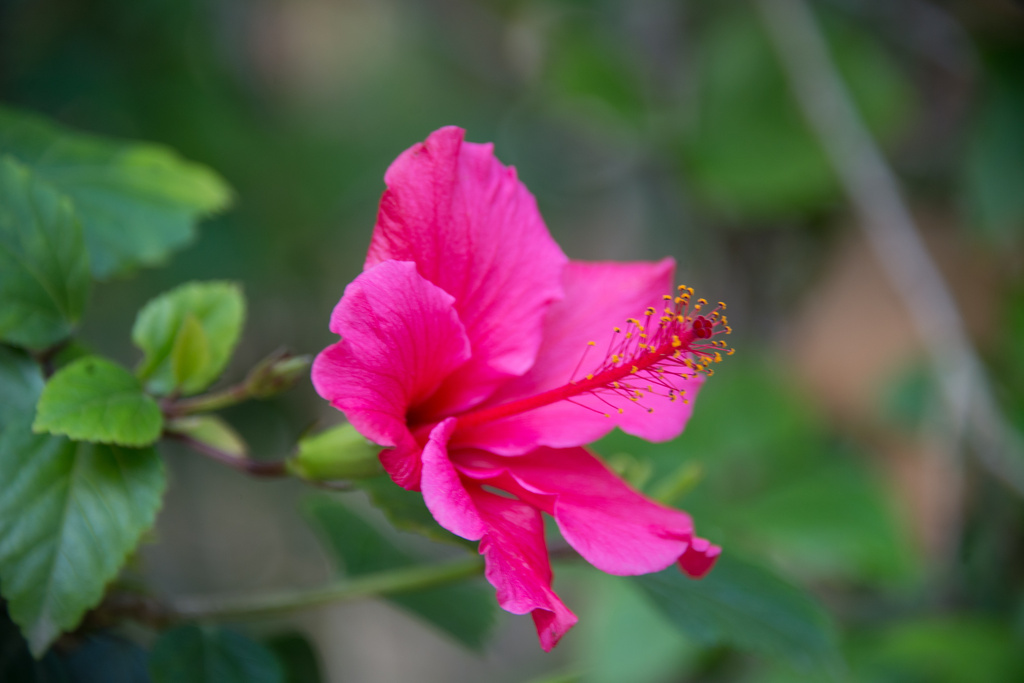 Hibiscus SOOC by stray_shooter