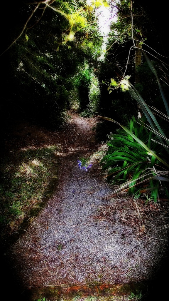 Peering down a Pathway by maggiemae
