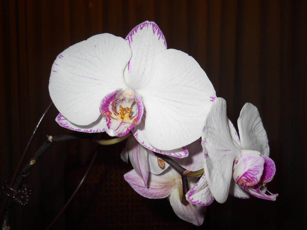 Dad's orchid is blooming by kchuk
