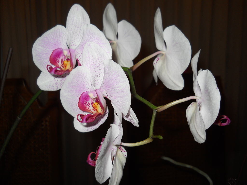 Dad's orchids, again by kchuk