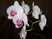 5th Mar 2014 - Dad's orchids, again
