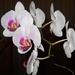 Dad's orchids, again by kchuk