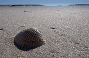 5th Mar 2014 - Shell on the Beach