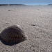 Shell on the Beach by taffy