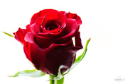 6th Mar 2014 - Red rose
