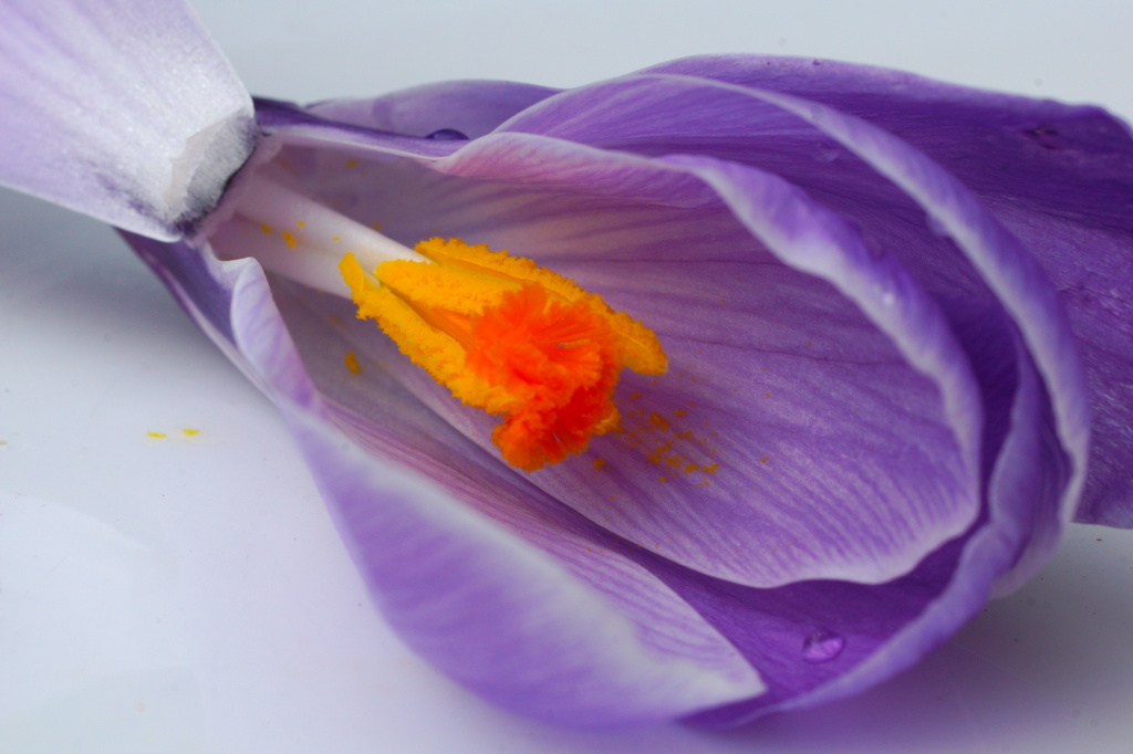 ENTER THE CROCUS by markp