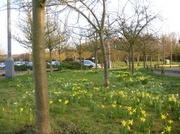 5th Mar 2014 - Daffodils at the Park and Ride. 