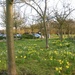 Daffodils at the Park and Ride.  by foxes37