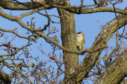 6th Mar 2014 - Green Woodpecker