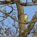 Green Woodpecker by mattjcuk